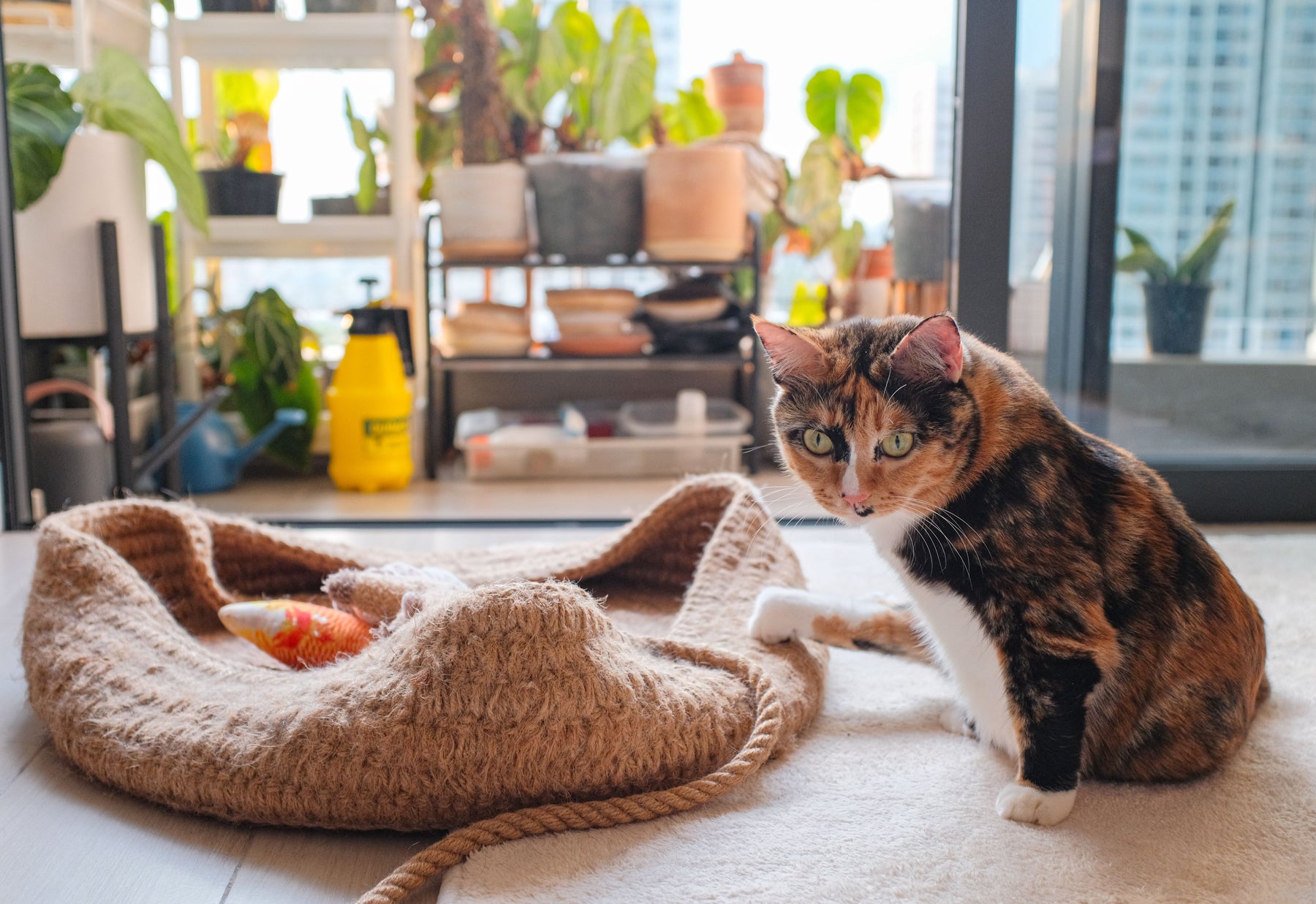 Indoor cat relaxing beside Qexavo™ probiotic drops