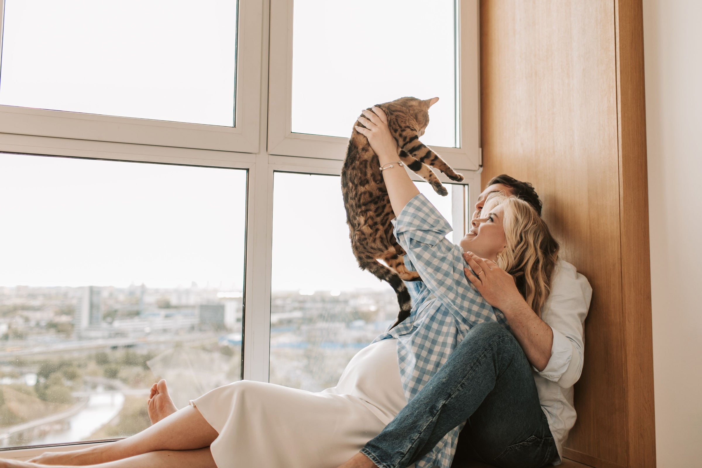 Happy indoor cat in a bright home